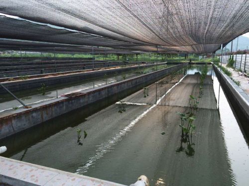 水泥池养殖模式